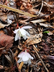 Anemonoides amurensis