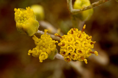Hymenopappus filifolius cinereus