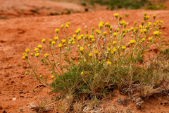 Hymenopappus filifolius cinereus