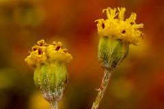 Hymenopappus filifolius cinereus