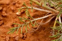 Hymenopappus filifolius cinereus
