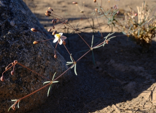 Hypertelis cerviana observed 2026-07-15