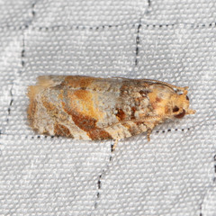 Argyrotaenia kimballi