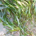 Scouler's Surfgrass - Photo (c) Donna Pomeroy, some rights reserved (CC BY-NC), uploaded by Donna Pomeroy
