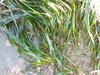 Scouler's Surfgrass - Photo (c) Donna Pomeroy, some rights reserved (CC BY-NC), uploaded by Donna Pomeroy