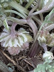 Vesper montanus