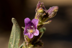 Penstemon breviculus