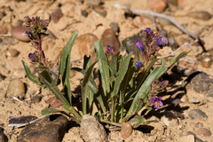Penstemon breviculus