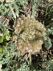 Vesper montanus