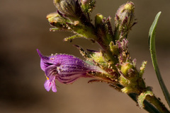 Penstemon breviculus