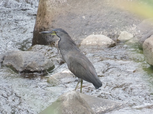 Fasciated Tiger Heron (Tigrisoma fasciatum), photo 7