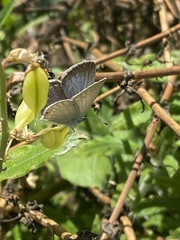 Cupido comyntas texana