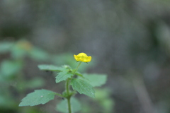 author not stated, no rights reserved Hemimeris racemosa, photograph author not stated, no rights reserved