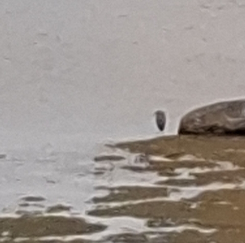 Grey Heron