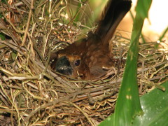Cyanoloxia cyanoides