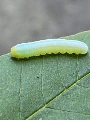 Tomostethus multicinctus