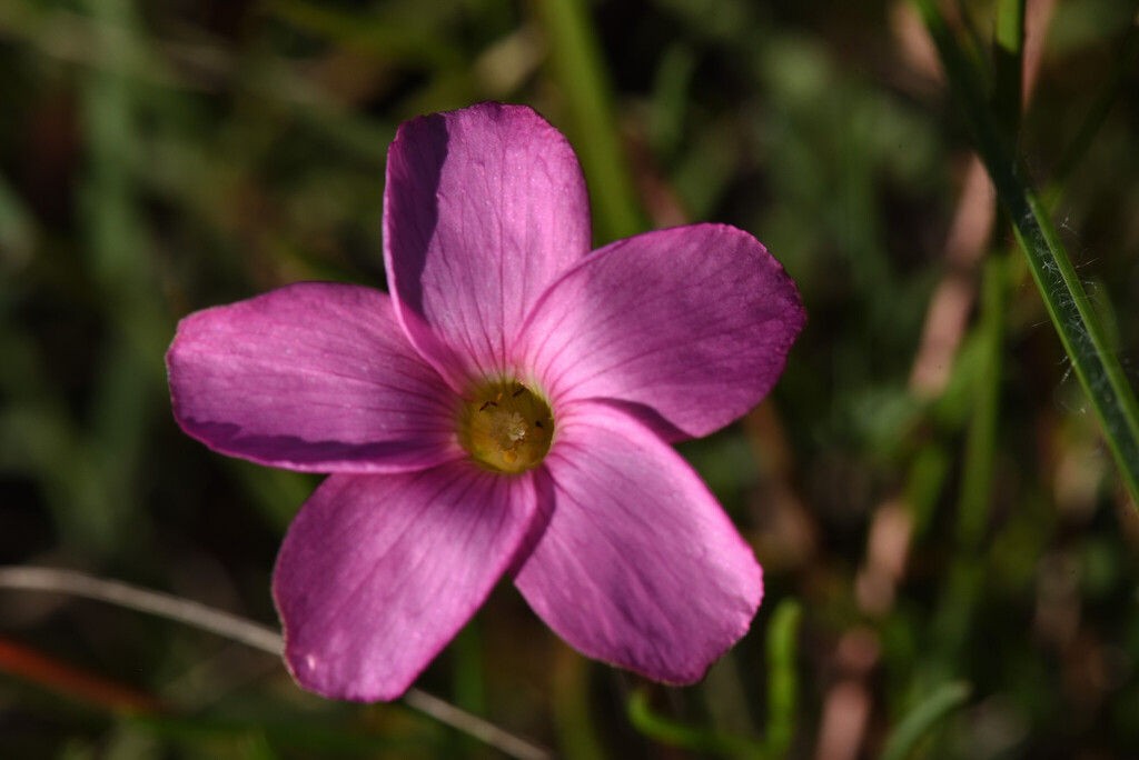 Oxalis polyphylla; photograph (c) Andrew Gillespie, some rights reserved (CC BY)