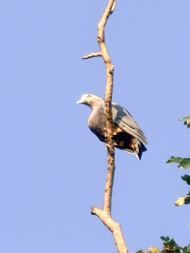 Ducula pinon observed 2026-07-31