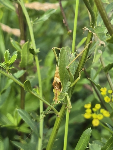 Upland Green Bush-cricket