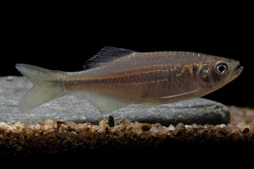 Spitsbek-danio (Devario acrostomus) — Cyprinidae