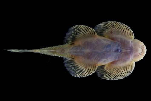 Butterfly hillstream loach (Hemimyzon papilio) — Balitoridae — 2