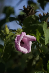 Hibiscus furcellatus