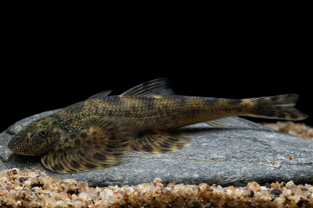 Butterfly hillstream loach (Hemimyzon papilio) — Balitoridae