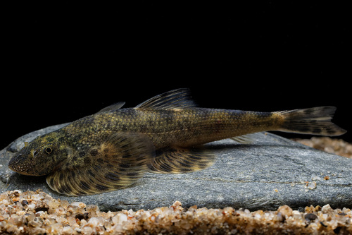 Butterfly hillstream loach (Hemimyzon papilio) — Balitoridae