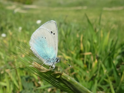 Green-underside Blue