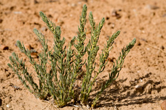 Neokochia americana