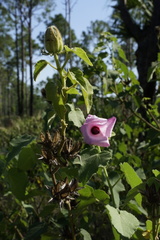 Hibiscus furcellatus