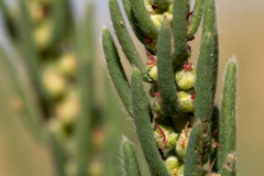 Neokochia americana