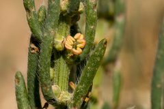 Neokochia americana