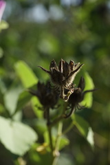Hibiscus furcellatus