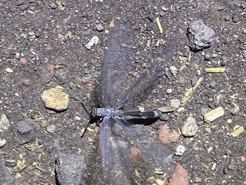 iNaturalist observation photo of Neleon exitialis