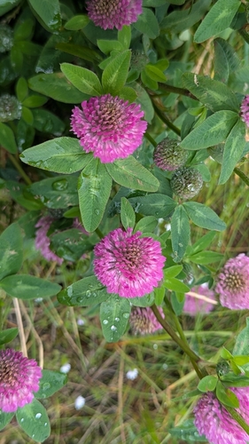 Red Clover
