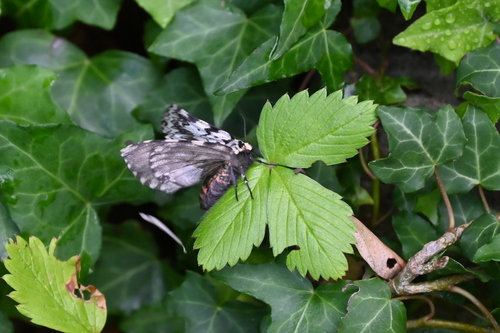 Black Arches