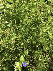 Ptilimnium capillaceum