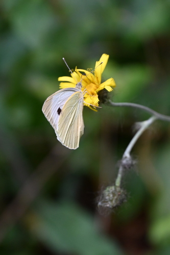 Large White