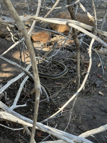 iNaturalist observation photo of Garter Snakes