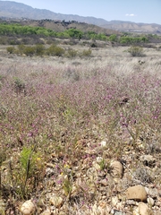 Matthiola longipetala