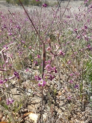 Matthiola longipetala