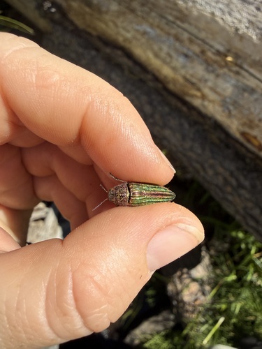iNaturalist observation photo of Golden Buprestid Beetle