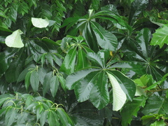 Cecropia concolor
