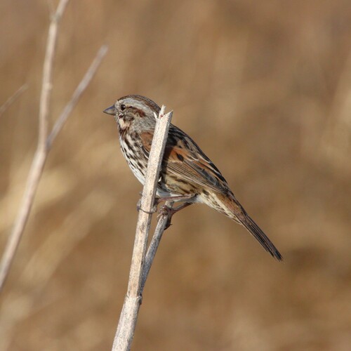 iNaturalist observation photo of Song Sparrow