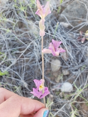 Matthiola longipetala