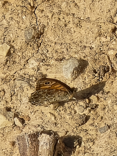Wall Brown