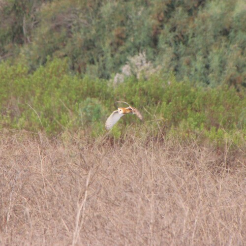 iNaturalist observation photo of American Barn Owl