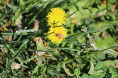 Apis mellifera