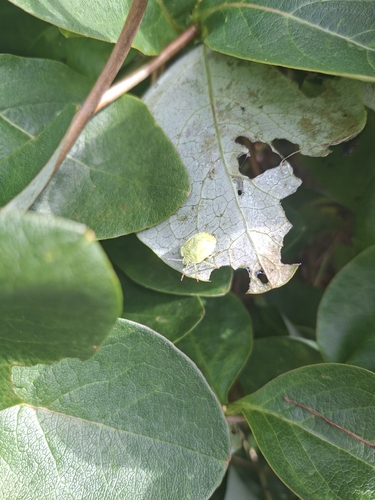 Green Shield Bug